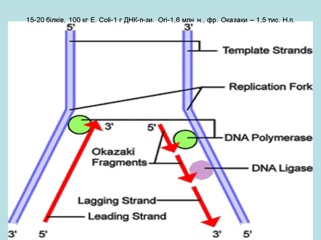 15-20 білків, 100 кг E. Coli-1 г ДНК-п-зи. Ori-1,6 млн н., фр. Оказаки –